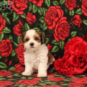 Henry, Morkie-Poo Puppy